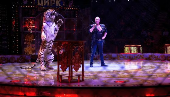 Цирк «Новый год в Стране чудес»