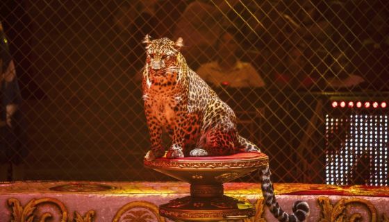 Цирк «Новый год в Стране чудес»