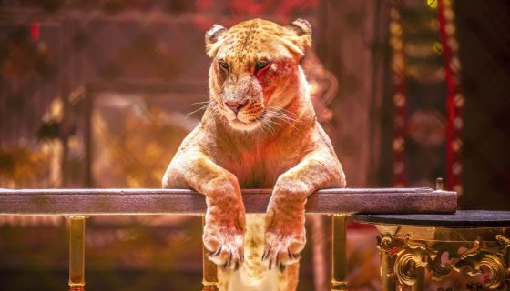 Цирк «Новый год в Стране чудес»