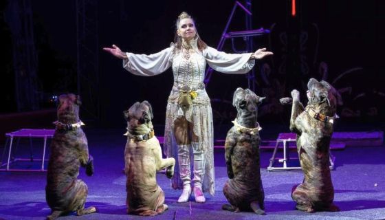 Цирк «Новый год в Стране чудес»